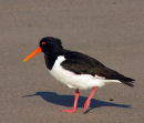 Scholekster (c)Andreas Trepte, www.photo-natur.de