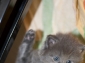 Foto's van pas geboren Maine coon kittens